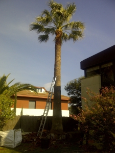 Podando una palmera